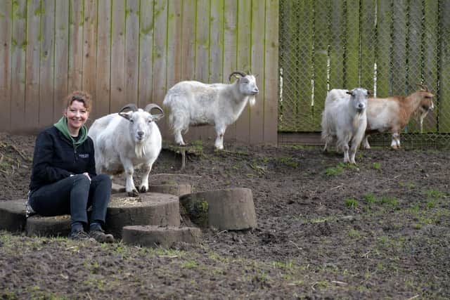 The new goats-  Archie, Dill, Minty and Rosemary- alongside assistant head zookeeper Melissa Tate