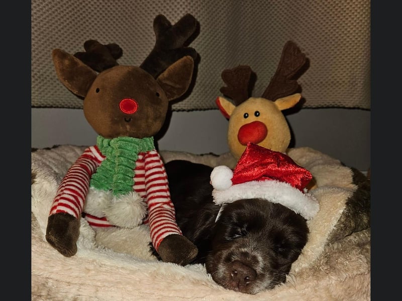 This little sleeping beauty is Keo Sprocker Spaniel from Bridlington, who is only 8 weeks old.