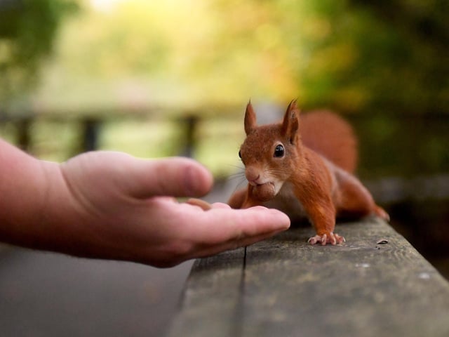 Red Squirrels do not hibernate in winter but are less active, surviving on food stored underground or in tree crevices.
