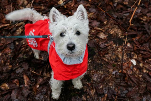 Dog with coat