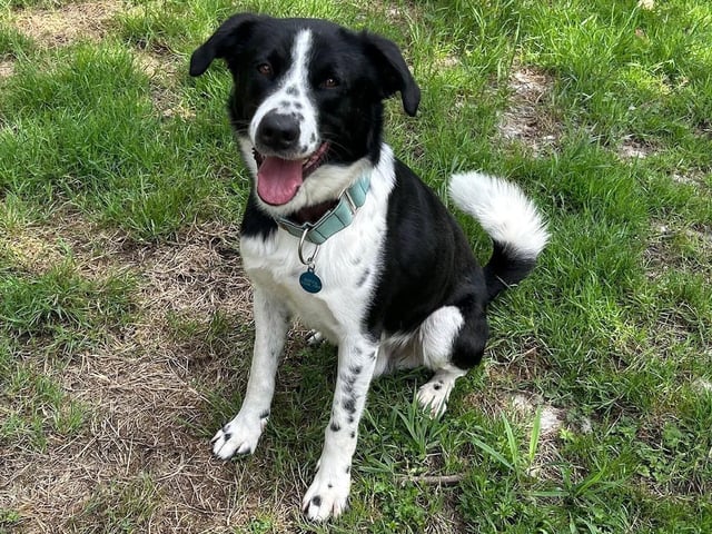 Lucky is a three-year-old Border Collie-Akita mix who came to the centre after his previous owner could no longer keep him. Lucky is an active boy who has missed out on so much in his past and he is now living life to the max. He is a friendly and happy dog who is just desperate for a family to give him the love and stability he has missed out on. Lucky will need an active home with a family who will take him on long walks and exciting adventures. He is a wonderful boy who will be a very loyal best friend.