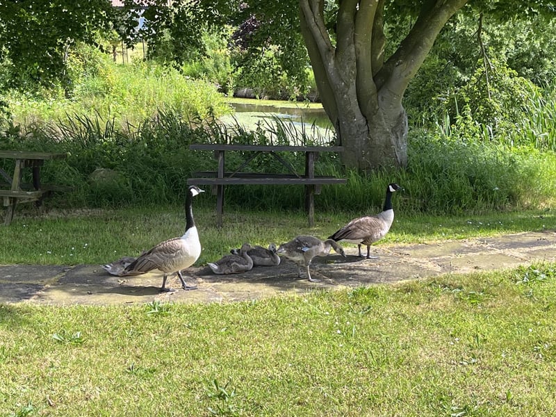 Canadian geese with their family, by Tony Freeman.