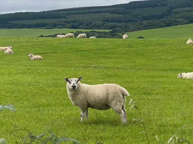 Sheep on the moors on a rainy day, by Barbara Bussey.