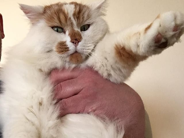 Beckham, a very fluffy boy!