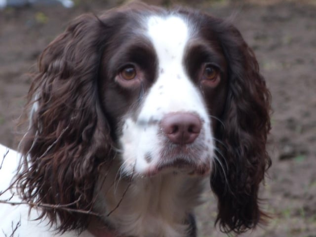 Missy, who celebrated her third birthday recently.