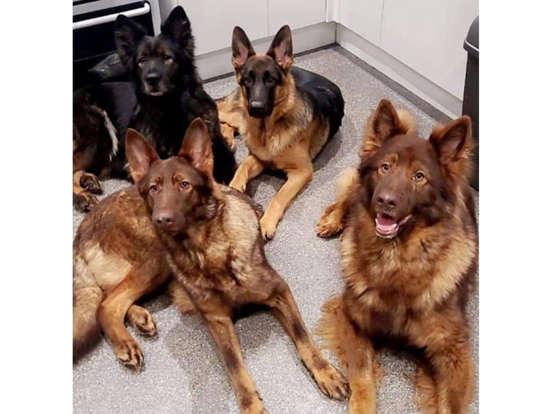 This group of german shepherds are all looking paw-fect.