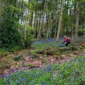 A mountain biker passes the bluebells in Esholt Woods in West Yorkshire near Leeds and Bradford