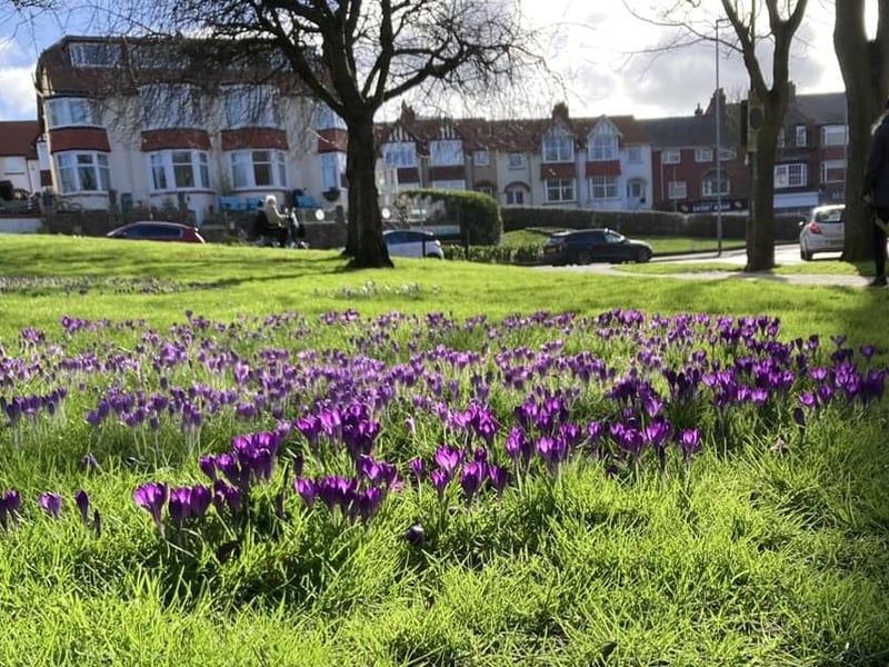 Blanket of Crocuses in Scarborough.