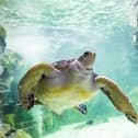 May 23 is World Turtle Day