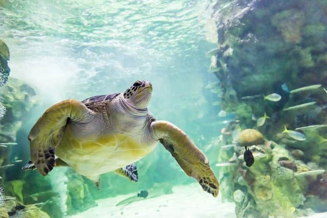 May 23 is World Turtle Day