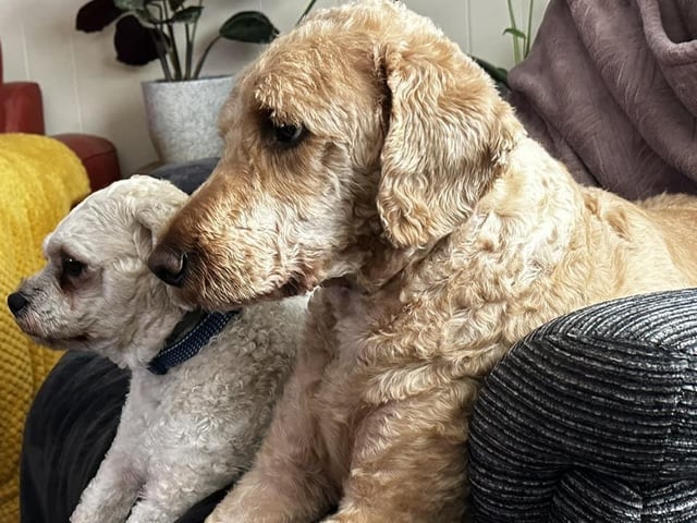 These two dogs are looking very pensive while sat together on the sofa.