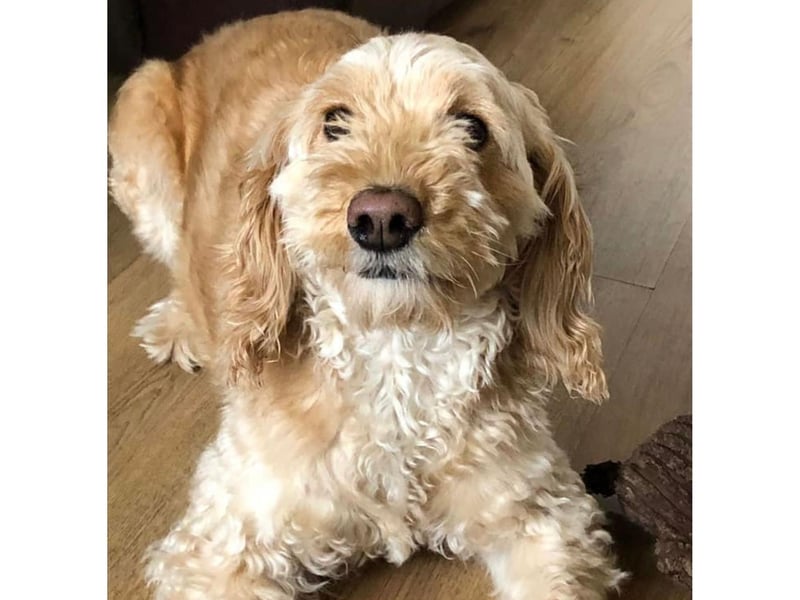 This little pup is Maggie and her nose is the cutest!