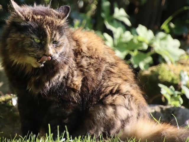 This lovely kitty is 17 years old.