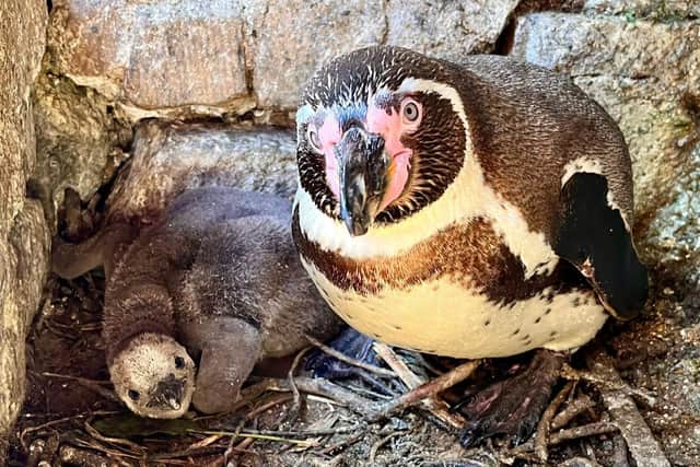 The new penguin chick with dad Sigsbee