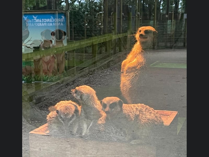 Meerkats waking up from their afternoon nap.