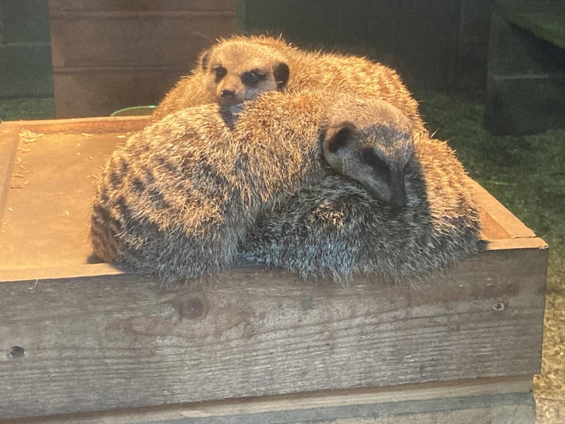 A group of meerkats cuddling together!