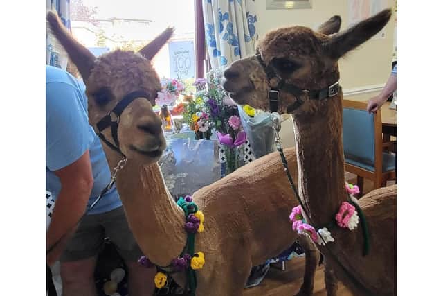 Joan loves animals, so the alpaca visit from Butterwick Alpaca Retreat was very special.