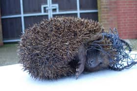 A hedgehog is caught in garden netting. Photo: RSPCA