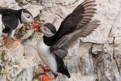 This pair of puffins are possibly nesting together- they are a species of bird that usually mate for life!