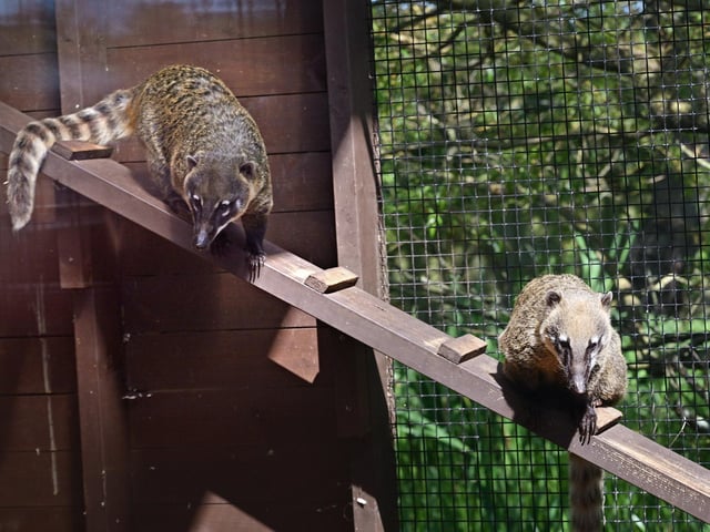 The coatis check out their enclosure.