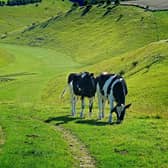 During the Spring and Summer months, livestock will be in the fields and ground-nesting birds and other wild animals will be breeding.