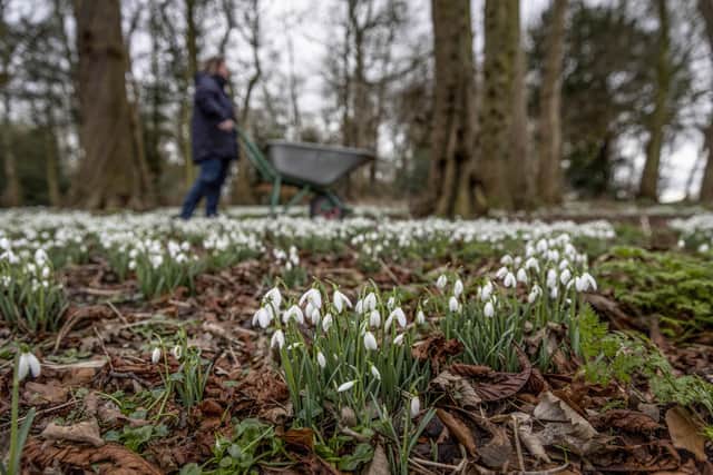 The first bloom of snowdrops is often seen as a sign that spring is not far away. Photo courtesy of Lee McLean / SWNS.