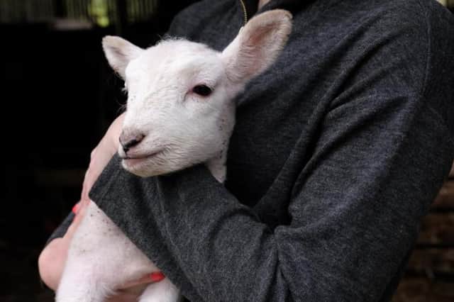 Check out these images from the Lambing Experience!
