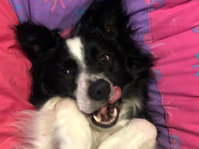 Odin, sent in by Hayley Jacobs.