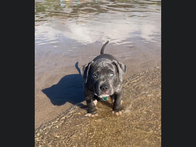 This little puppy was out paddling in the water.