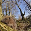 The weekend heatwave on the Yorkshire coast could be very beneficial for local wildlife like hedgehogs. Photo: Woodland Trust/Laurie Campbell