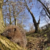 The weekend heatwave on the Yorkshire coast could be very beneficial for local wildlife like hedgehogs. Photo: Woodland Trust/Laurie Campbell