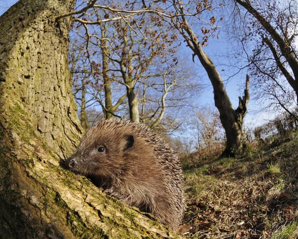 The weekend heatwave on the Yorkshire coast could be very beneficial for local wildlife like hedgehogs. Photo: Woodland Trust/Laurie Campbell