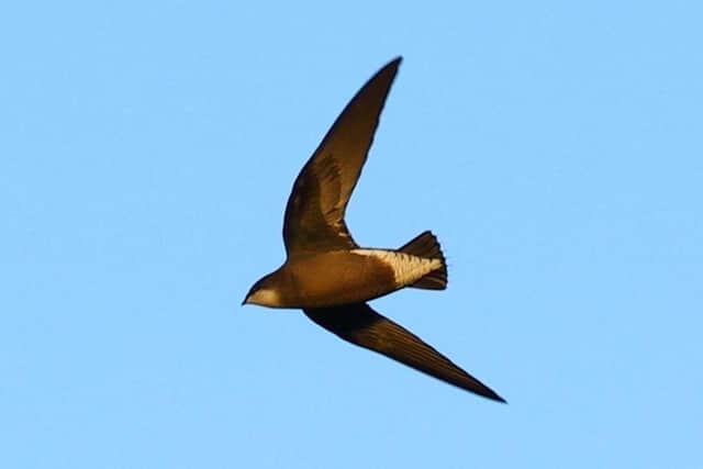 The White Throated Needletail soars at RSPB Bempton Cliffs. Photo courtesy of Trevor Charlton