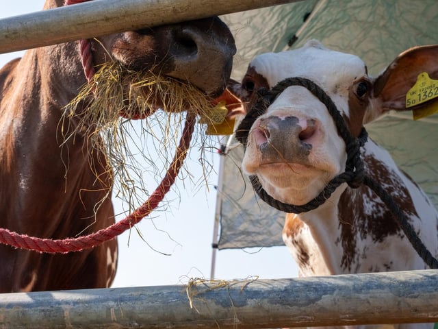 Getting up close to the cattle.