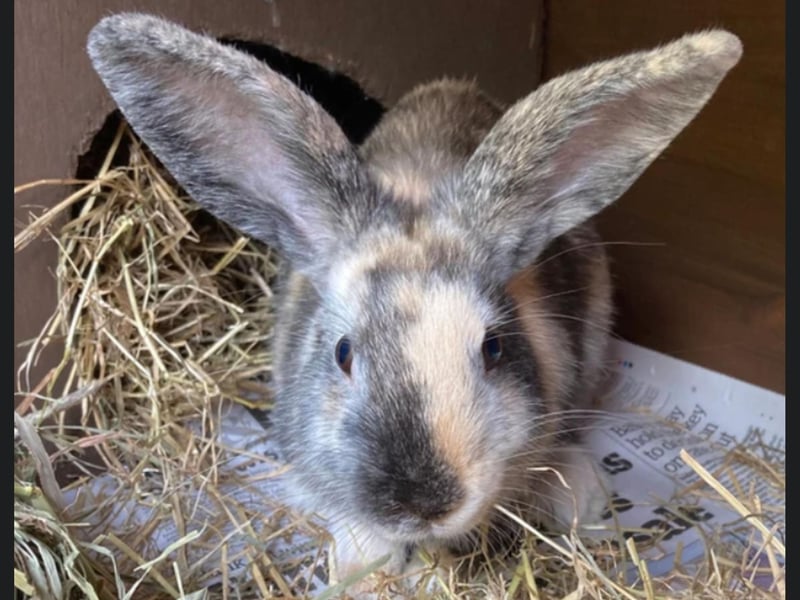 Butterscotch is a male rabbit and is approximately 4-5 months old. He was found at a local leisure centre and was very thin and hungry. He has now been neutered, vaccinated and microchipped and will be available for rehoming from the end of October. Butterscotch needs a home with plenty of space and enrichment where he can also live with a neutered and vaccinated female rabbit.
