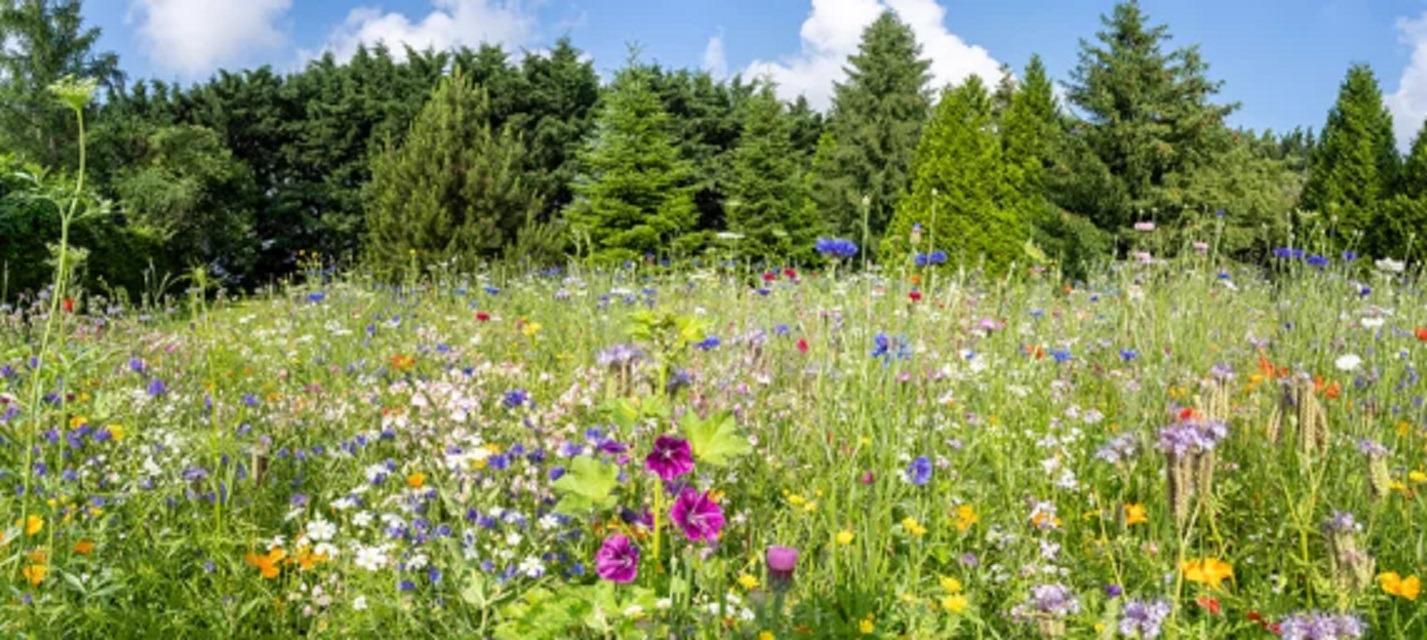 Going Green: Try and encourage insects into green spaces