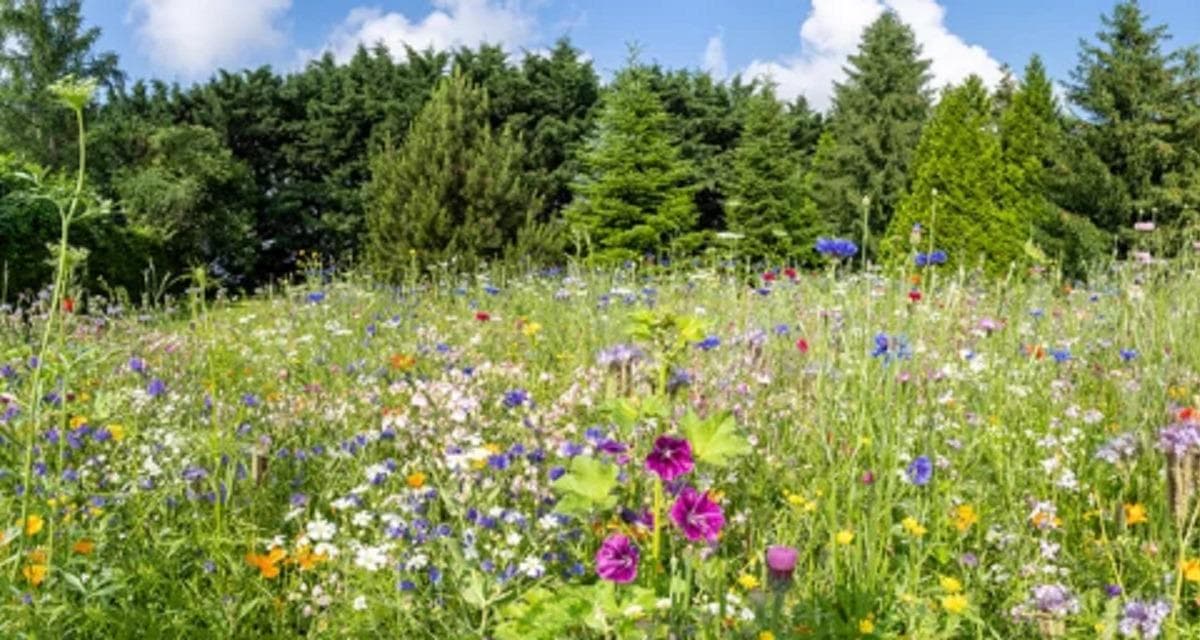 Scarborough Insect Going Green: Try and encourage insects into green spaces