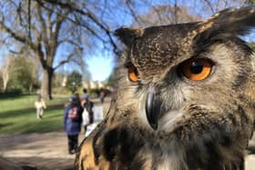 Get up close with some beautiful birds of prey.
