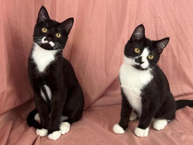 Minnie and Reese are 0-3 month old kittens. These two girls came into our care when they were only six weeks old. They were found by a member of the public after being left in a box at the side of the road. We have given them lots of TLC and they have all blossomed into beautiful kittens and are now ready to find their new families. These kittens are very sweet and friendly. Like most kittens they are super playful and love chasing after their toys, as well as attention and cuddles.  Minnie and Reese are looking for a home together.