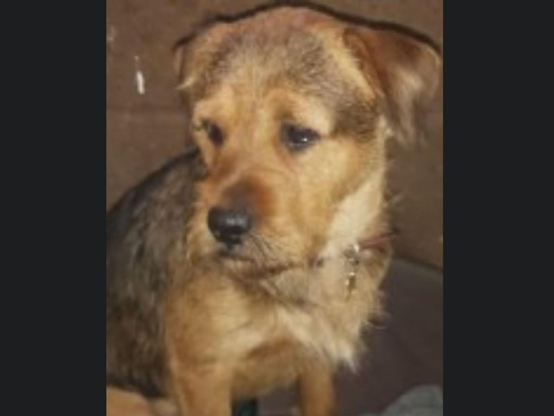 Milo is a two-year-old Patterdale Terrier/Rottweiler cross. He needs to be rehomed with firm and experienced dog owners. Call Bob on 01947 810787 to enquire.