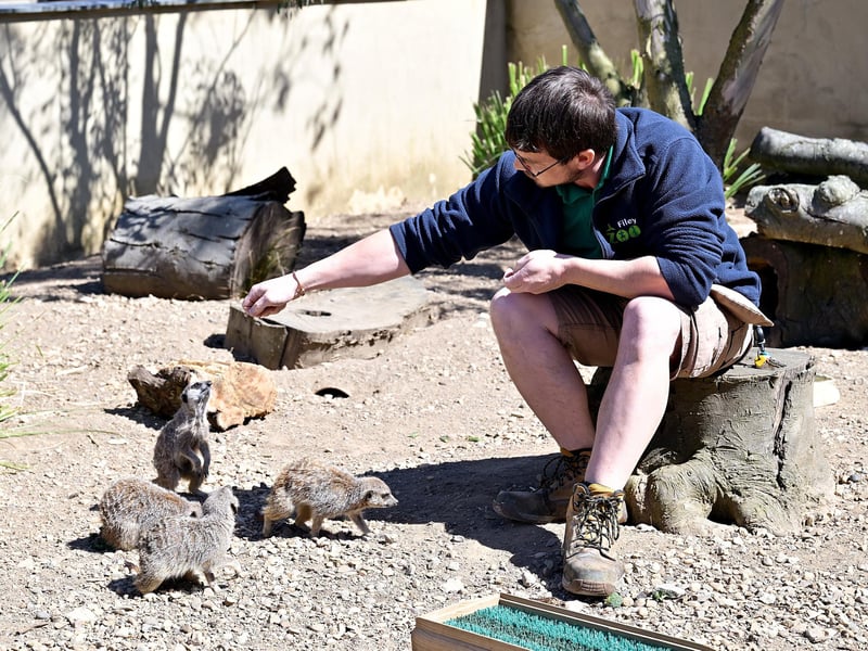 Meeting the meerkats!