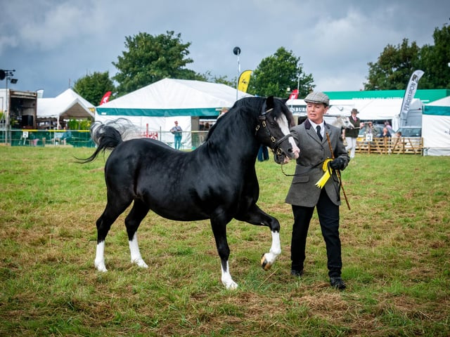 Pictured (centre) Julie Smith, leads away Sardis Pascal, after taking part in Class 32, 'Welsh A in Hand' Mountain and Moorland Ponies.