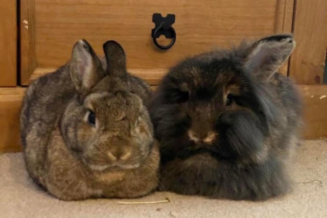 Mooncake and Bramble are a bonded pair who are looking for their forever home. They'd be suitabe for either indoor or outdoor living, and are currently living in a large outbuilding. Mooncake is a Netherland Dwarf X male born March 2021 and Bramble is a Lionhead X female born in November 2021. If you are interested, call 07850190397 or head to the RSPCA website and fill out the Perfect Match Form.