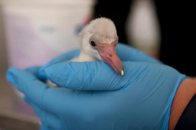 This one-day-old Caribbean Flamingo is pictured feeding. Photo courtesy of Simon Hulme.