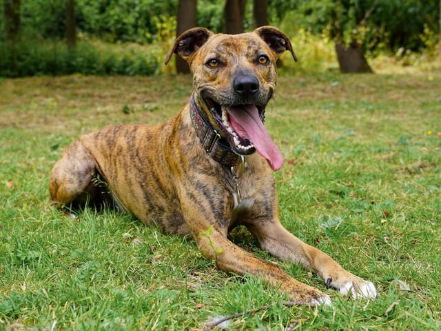 Buster is a two-year-old Lurcher who is a lovely boy that came to the centre as sadly his previous owner became unwell and could no longer keep him. Buster is a young, active and happy go lucky kind of guy who just lives life to the max. He has the most amazing smile and can make you smile no matter what kind of day you are having. Buster will make the family lucky enough to adopt him a really wonderful friend.