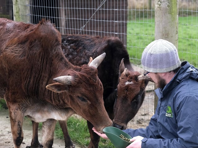 Chris feeding the miniature zebu