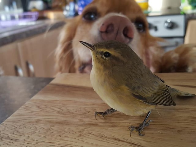 This is inquisitive Charlie in Scarborough, inspecting a visitor to his home.