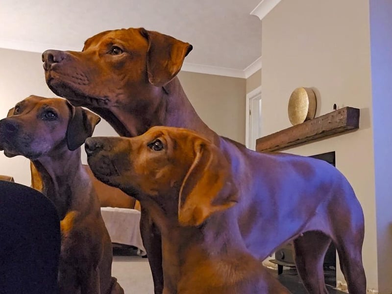Helen Nolan sent us this picture of Rhodesian Ridgebacks Mia, Lana and Eva.