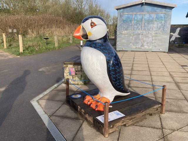 The puffin is particularly famous at Bempton cliffs and is one of the main species that attracts visitors.