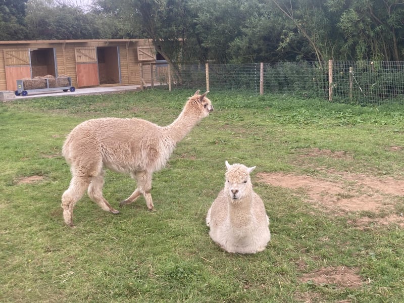 Alpacas are social animals that live in herds which are not only composed of other alpacas, but also include other species such as llamas, goats and sheep.